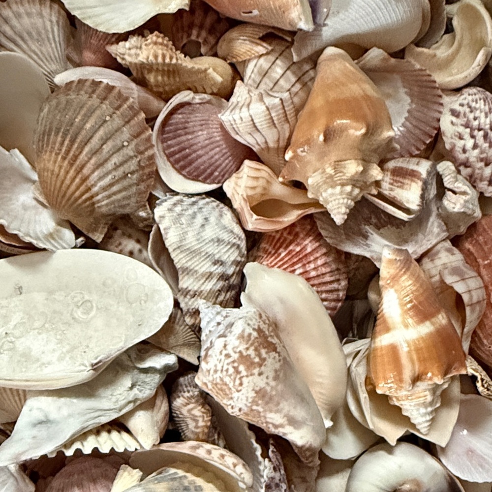 Bundle Natural Seashell Assortment 🐚🦪 - Picture 3 of 3